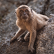 A cynomolgus macaque, also known as the long-tailed or crab-eating macaque.